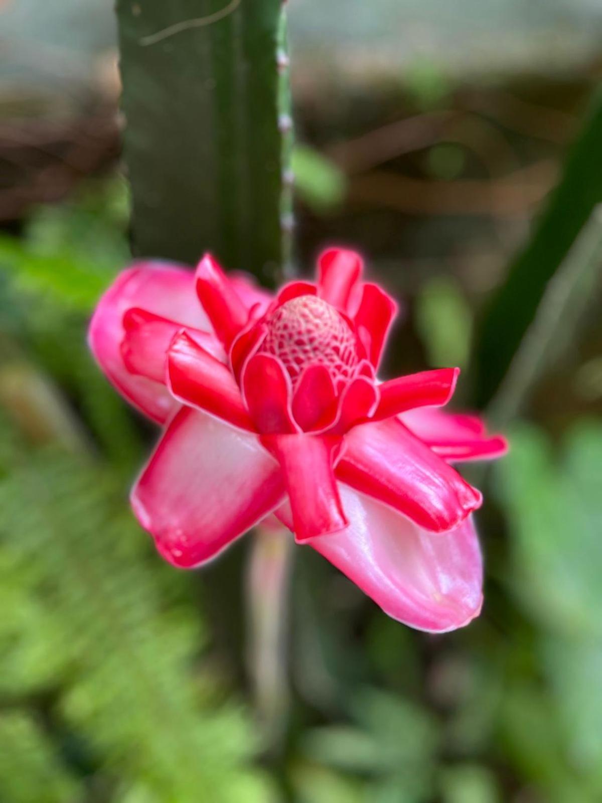 Recanto Toca Das Plantas De Ilhabela I מראה חיצוני תמונה