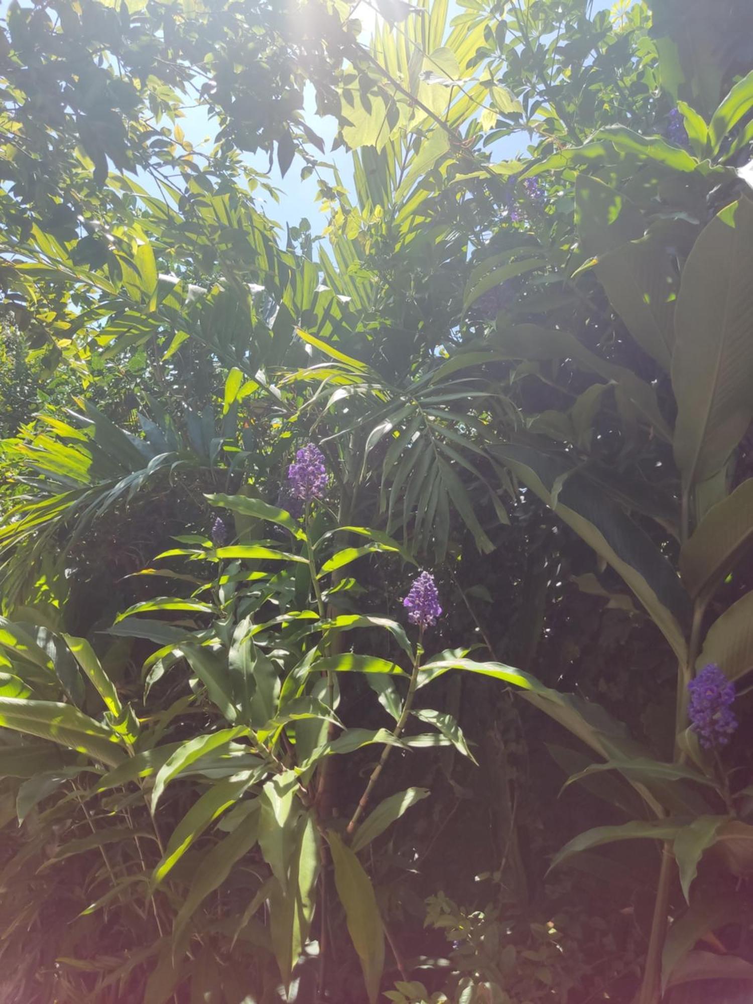 Recanto Toca Das Plantas De Ilhabela I חדר תמונה