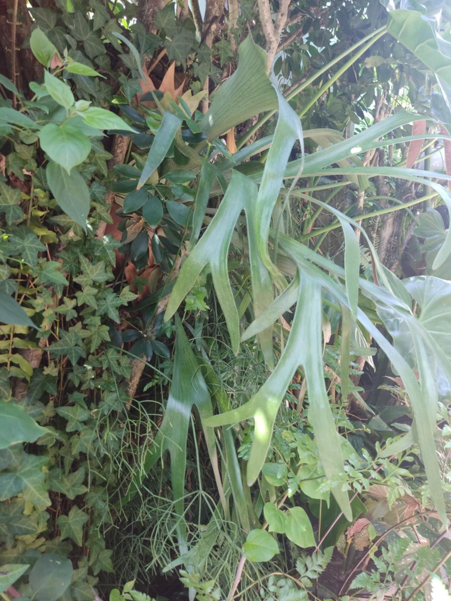 Recanto Toca Das Plantas De Ilhabela I חדר תמונה